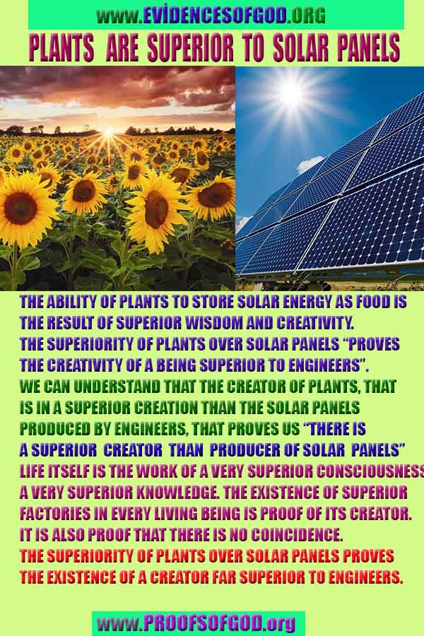 plants are superior than solar panels 